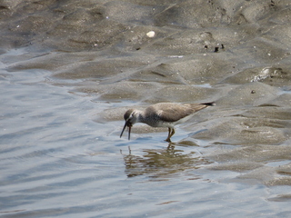 Tringa brevipes