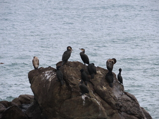 Phalacrocorax capillatus