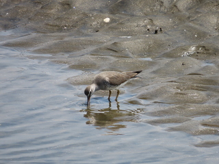 Tringa brevipes