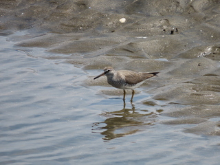 Tringa brevipes