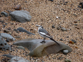 Motacilla alba lugens