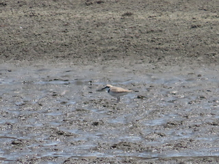 Charadrius alexandrinus