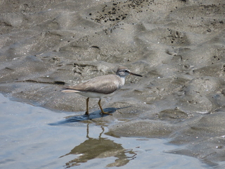 Tringa brevipes
