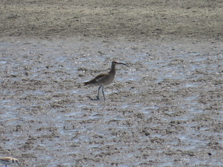 Numenius phaeopus