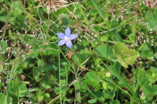 Wahlenbergia marginata