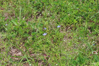 Wahlenbergia marginata