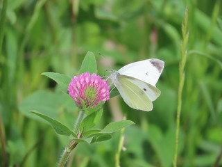 Pieris rapae