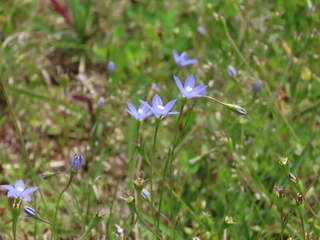Wahlenbergia marginata