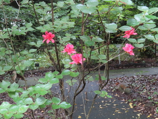Rhododendron sanctum