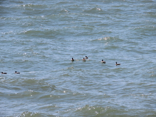 Anas platyrhynchos
