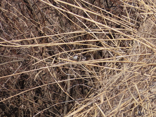 Aegithalos caudatus