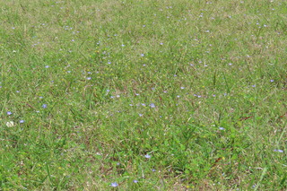 Wahlenbergia marginata