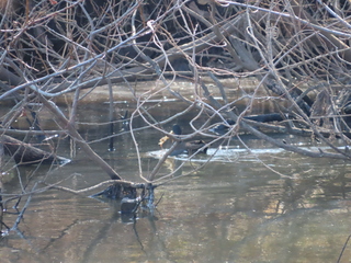 Gallinula chloropus