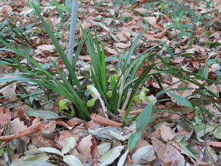 Cymbidium goeringii