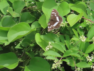 Limenitis glorifica