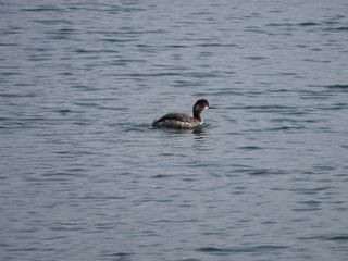 Podiceps nigricollis