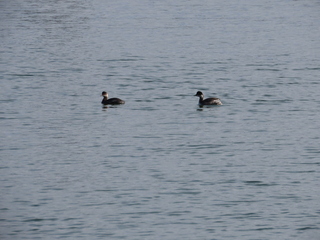Podiceps nigricollis