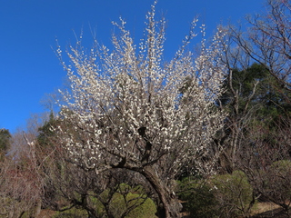 Prunus mume