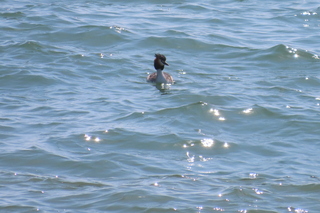 Podiceps cristatus