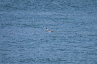 Podiceps cristatus