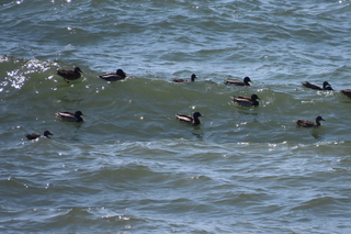 Anas platyrhynchos