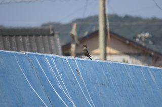 Monticola solitarius