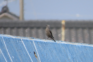 Monticola solitarius