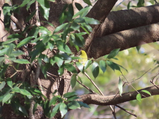 Zosterops japonicus