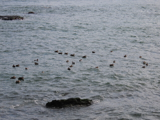 IMG_5088.JPG