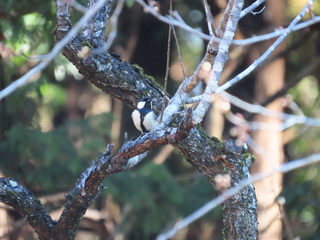 Parus minor