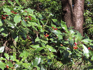 Aucuba japonica