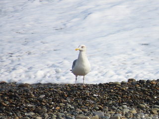 Larus argentatus