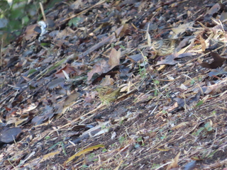 Emberiza spodocephala