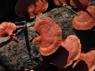 Pycnoporus coccineus