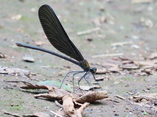 Atrocalopteryx atrata