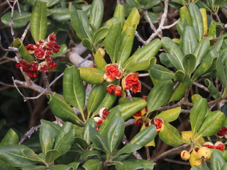 Pittosporum tobira