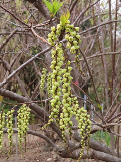 Stachyurus praecox var. matsuzakii
