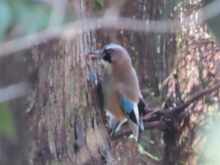 Garrulus glandarius