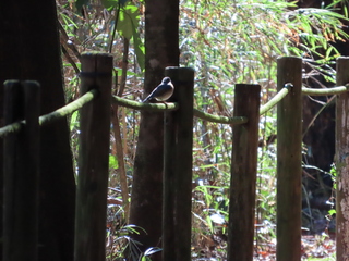 Tarsiger cyanurus