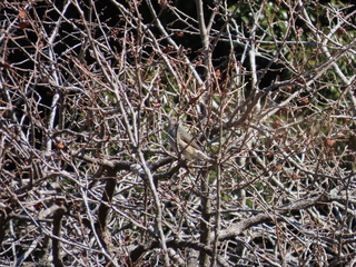 Hypsipetes amaurotis