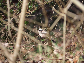 Aegithalos caudatus
