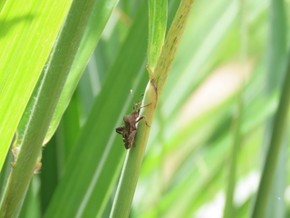 Acanthocoris sordidus