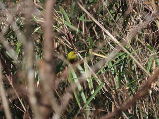 Zosterops japonicus