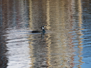 Phalacrocorax carbo