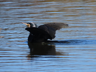 Phalacrocorax carbo
