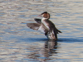 Podiceps cristatus