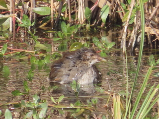 Gallinula chloropus