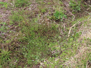 Stellaria uliginosa var.uliginosa, Cardamine scutata and Cerastium glomeratum