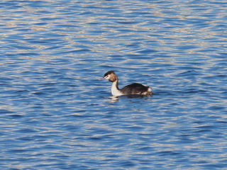 Podiceps cristatus