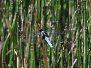 Orthetrum triangulare melania